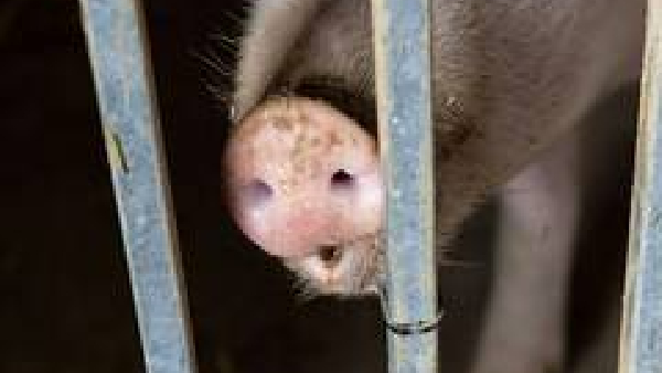 ಮಾರ್ಗಸೂಚಿಗಳ ಪ್ರಕಾರ ಅಗತ್ಯ ಕ್ರಮ 