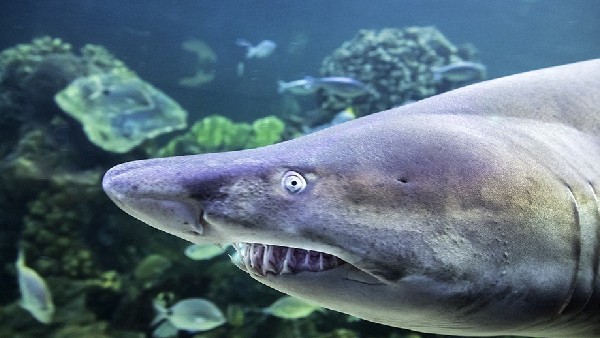  ಕಾರ್ಬನ್ ಹೀರಿಕೊಳ್ಳುವಲ್ಲಿ ಪ್ರಮುಖ ಪಾತ್ರ?