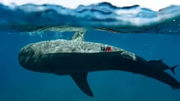  ಈ ಸಮುದ್ರದ ಪ್ರಪಂಚದಲ್ಲಿ 60 ಜಾತಿಗಳಿವೆ