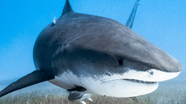  ಶಾರ್ಕ್‌ಗಳ ಮೇಲೆ ಕ್ಯಾಮೆರಾಗಳನ್ನು ಸರಿಪಡಿಸುವ ಪ್ರಕ್ರಿಯೆ