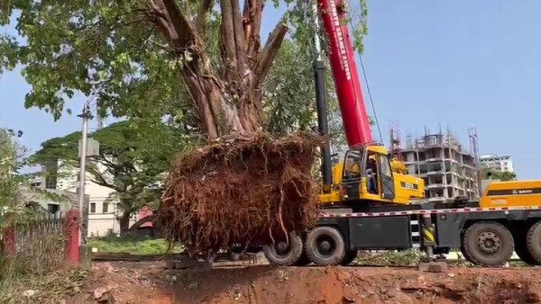 Environmentalist Relocate Two Big Trees in Managluru Railway Station