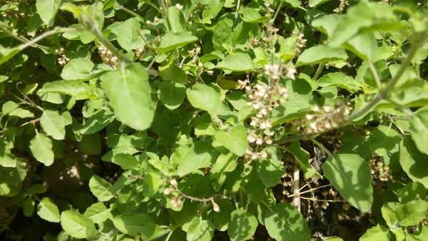 ಉಪವಾಸ ಹೇಗೆ ಮಾಡಬೇಕು?