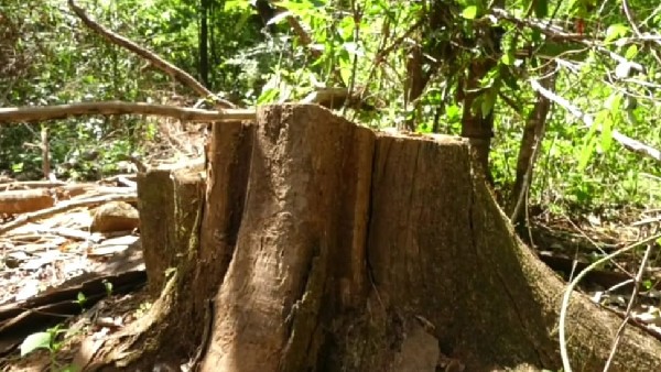 Trees Destroyed In Kumta Taluk Ullur Mutt Forest Area