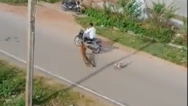 Leopard Attacks on Biker in Krishnarajanagara town, Captured by Forest officials