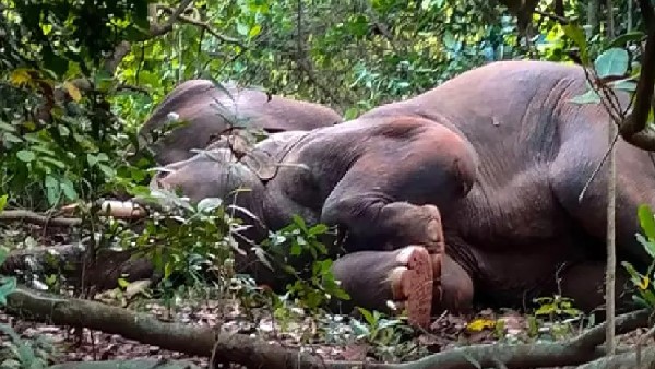 24 elephants slept for hours after drinking alcohol in Odisha forest