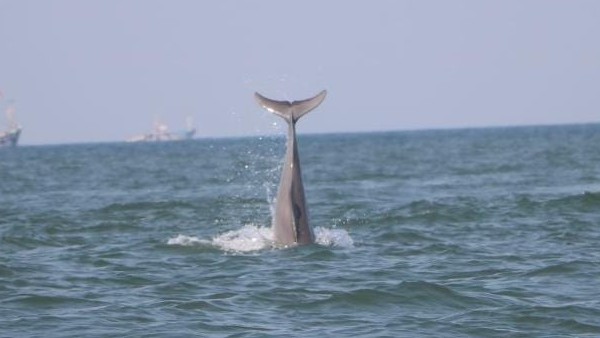 ಕ್ಯಾಮಾರಾ ಕಣ್ಣಿಗೆ ಸೆರೆಯಾದ ಬೃಹತ್‌ ಡಾಲ್ಫಿನ್‌ಗಳು