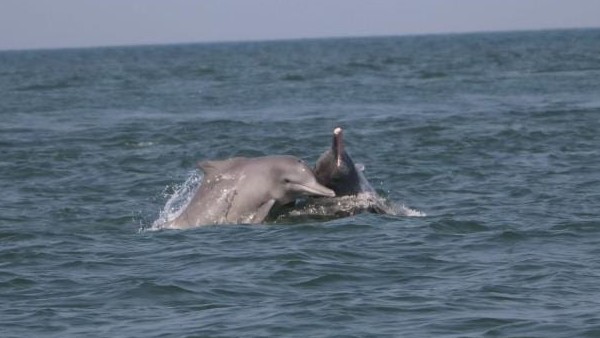 ಅವೈಜ್ಞಾನಿಕ ಮೀನುಗಾರಿಕೆಯಿಂದ ಡಾಲ್ಫಿನ್‌ಗಳ ನಾಶ