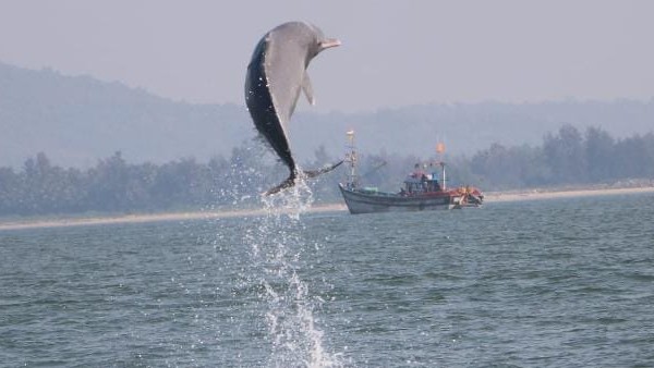 ಡಾಲ್ಫಿನ್‌ಗಳನ್ನು ಉಳಿಸಲು ಪ್ರಾಜೆಕ್ಟ್ ಡಾಲ್ಫಿನ್ ಯೋಜನೆ