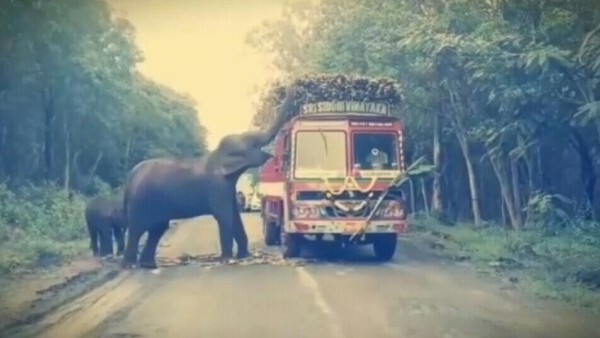 Wild Elephant Attack: Govt orders creation of Elephant task force in every district