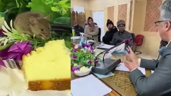 Video: Rat steals and eats cake in meeting