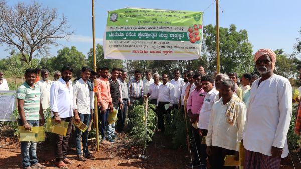Tomato Crop By Organic Farming Farmers Visits Sites 