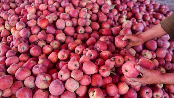 ಅಂಶ 04; ಸೇಬು ಹಣ್ಣಿನ ಲಾಬಿ