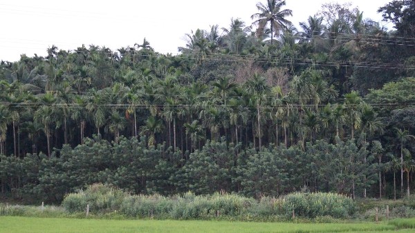 ಬೆಳೆಗಾರರನ್ನು ಕಡಿದ ಎಲೆ ಚುಕ್ಕೆ ರೋಗ