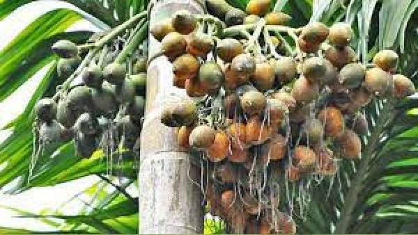 ಎಪಿಎಂಸಿಗಳಲ್ಲಿನ ವಹಿವಾಟಿಗಿಂತಲು ಹೊರಗಿನ ವ್ಯಾಪಾರ ಹೆಚ್ಚು