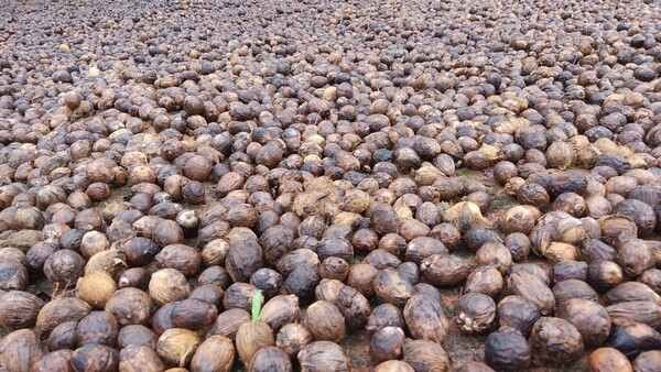 arecanut-price-falls-to15-thousand-rupees-in-two-month