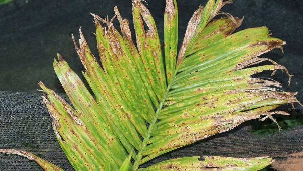 Munirathna Demanded 15 Crore For Control Of Arecanut Leaf Spot Disease In Karnataka