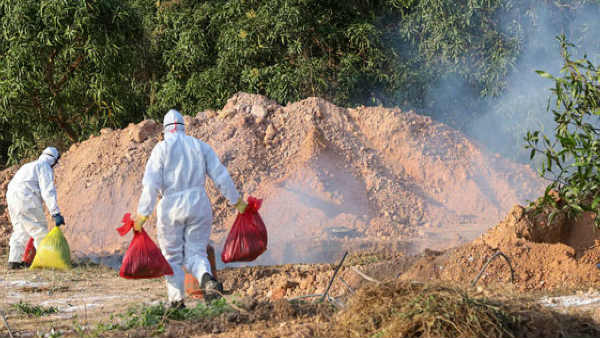 Bird Flu Sudden Increase In Two Village At Kerala Hundreds Of Chickens Are Slaughtered