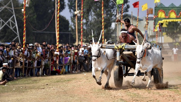 Must Take Approval For Bullock Cart Racing Shivamogga DC 