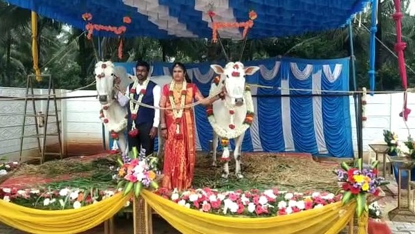 Bulls are special guests for a farmer wedding in punyadahundi of chamarajanagar taluk
