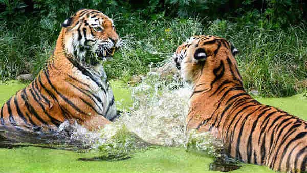 Illegal resorts found in BRT Tiger Reserve of karnataka; Action Notice by NTCA 