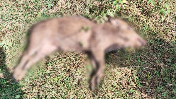Sudden death of wild boars in Chamarajanagar 