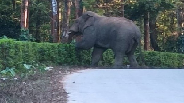 Elephants attack in Gummanahalli village of Hassan district