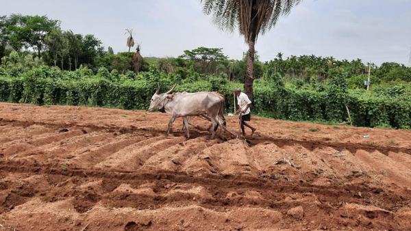  ಫಸಲು ತೆಗೆಯುವ ಬಗ್ಗೆ ವಿದ್ಯಾರ್ಥಿಗಳಿಗೆ ಮಾಹಿತಿ