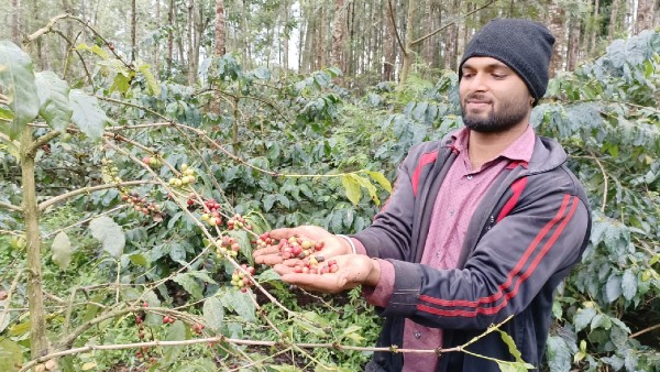 ಚಿಕ್ಕಮಗಳೂರಿನ ಕಾಫಿ ಬೆಳೆಗಾರರು ಕಂಗಾಲು 