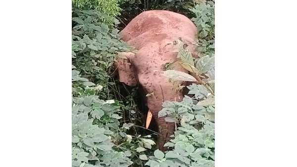 Bhaira elephant finally captured by Forest officers in Mudigere Bhaira elephant finally captured by Forest officers in Mudigere