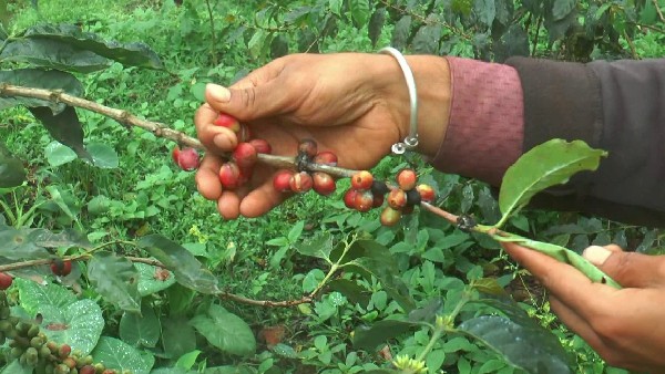ಕಾಫಿನಾಡಲ್ಲೇ ಠಿಕಾಣಿ ಹೂಡಿದ ವರುಣದೇವ 