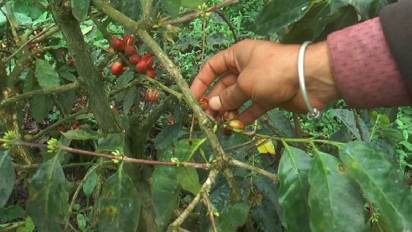 ನೆಲಕ್ಕೆ ಬೀಳುತ್ತಲೇ ಇವೆ ಕಾಫಿ ಬೀಜ 