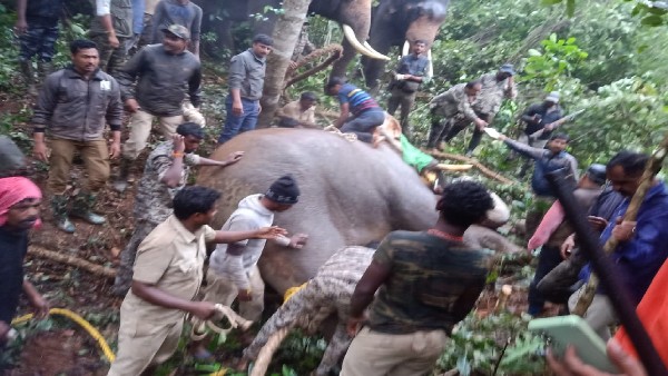 Bhaira elephant finally captured by Forest officers in Mudigere Bhaira elephant finally captured by Forest officers in Mudigere