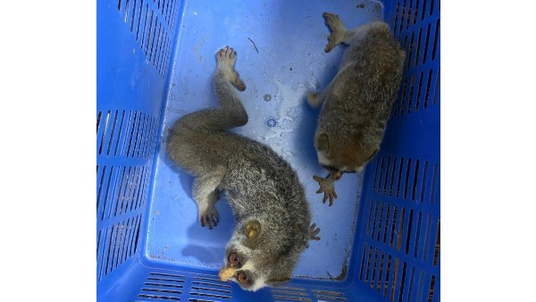 Wild Elephant And Bear Attack On Farmers At Hanur