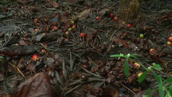 Coffee Plantation Workers Problem In Chikkamagaluru