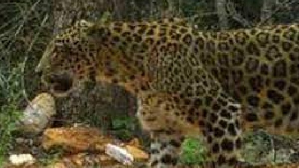 Death in leopard attack: Rs 15 lakh solatium says CM Basavaraja Bommai 
