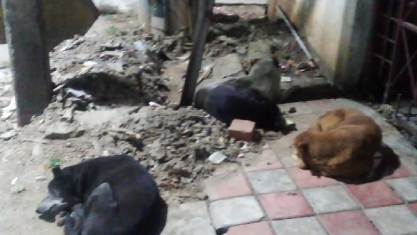 ಬೀದಿ ನಾಯಿಗಳಿಗೆ ನೆರವಾದ ತಾಯಿ