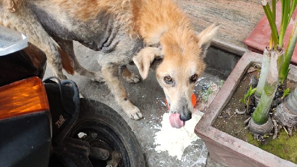 ಪ್ರಕೃತಿಯಲ್ಲಿ ಪ್ರಾಣಿಗಳೂ ಇವೆ 