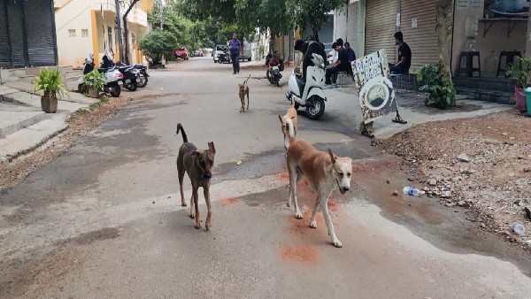 Stray Dogs attack increased in Davanagere: Peoples Outrage against Municipal Corporation 