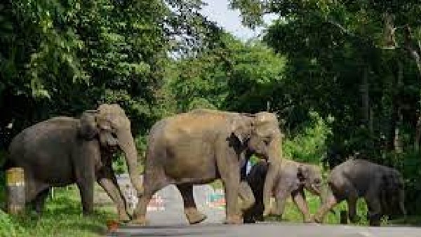  ಕಾಡಾನೆಗಳ ಹಾವಳಿಗೆ ಬೇಸತ್ತ ಜನ