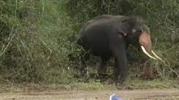  ಯಾವ ಭಾಗದಲ್ಲಿ ಕಾಡಾನೆಗಳ ದಾಳಿ ಹೆಚ್ಚಳ?