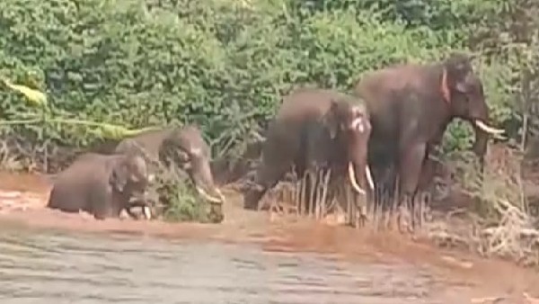 Elephants attack again in Lingadahalli of Tarikere taluk: Villagers worried
