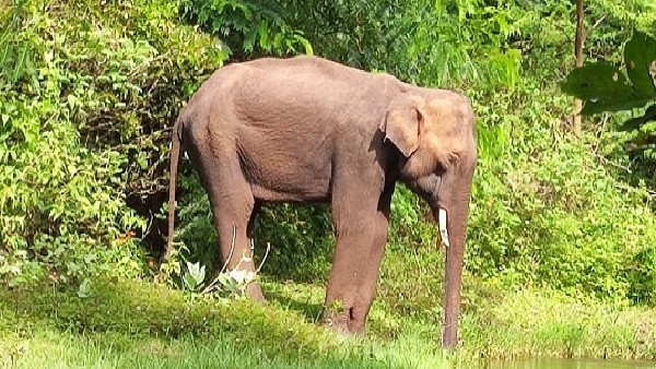 Karnatakas first elephant care center opens in Kolar