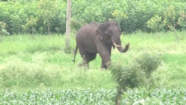 ಕಾಡಾನೆ ದಾಳಿಯಿಂದ ಬೆಚ್ಚಿಬಿದ್ದ ಕಾರ್ಮಿಕರು 