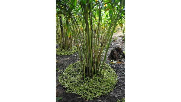 ಕಟ್ಟೆ ರೋಗ ಹರಡುವ ಲಕ್ಷಣವೇನು..?