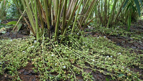 ಮನ್ನೆಚ್ಚರಿಕೆ ಕ್ರಮಕೈಗೊಂಡರೂ ಕೈಗೆ ಬಾರದ ಏಲಕ್ಕಿ ಬೆಳೆ