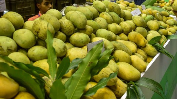 Tips To Farmers For Mango Plant Protection 