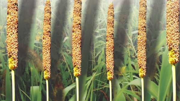 Millets Have Power To Solve Global Health Problems Piyush Goyal Said