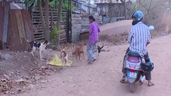  800 ನಾಯಿಗಳಿಗೆ ಪ್ರತಿದಿನ ಊಟದ ವ್ಯವಸ್ಥೆ 