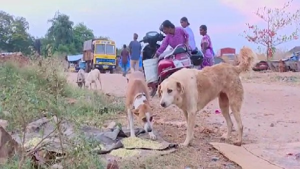  800ಕ್ಕೂ ಅಧಿಕ ಬೀದಿನಾಯಿಗಳ ಪೋಷಣೆ