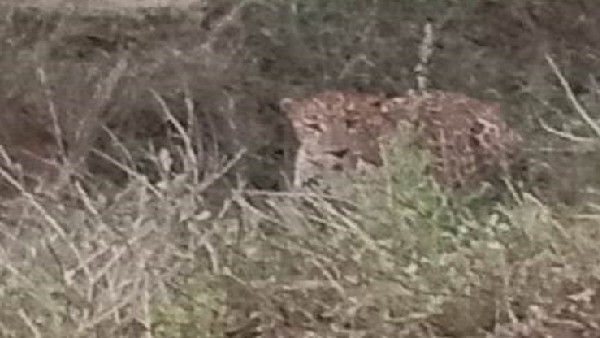 ಹುಲಿ ದಾಳಿಗೆ ಇಬ್ಬರು ಬಲಿ